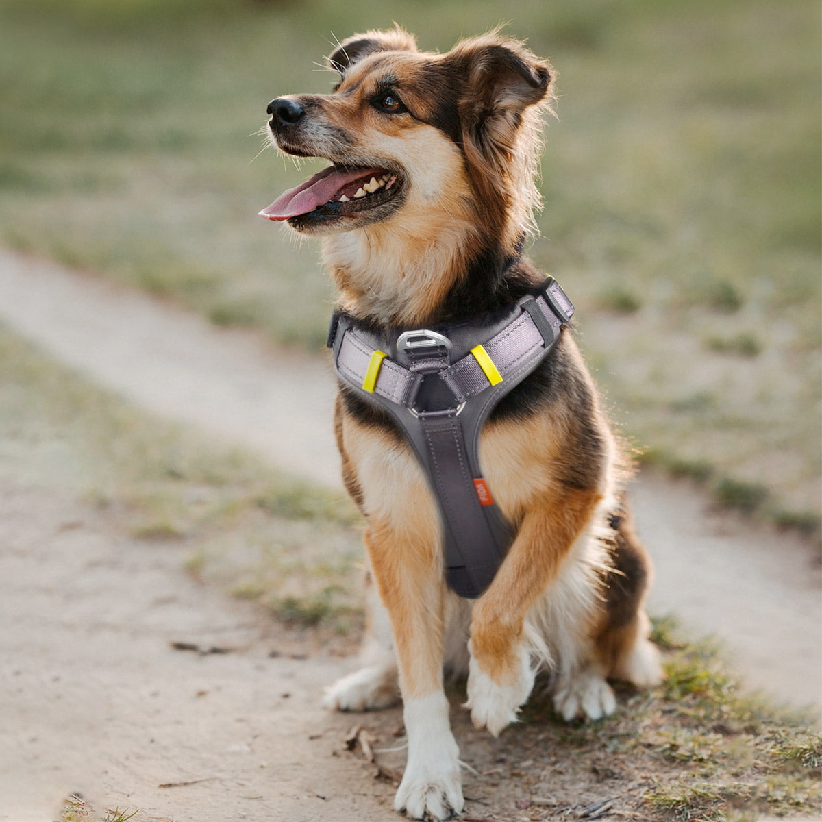 Fida Dog Harness